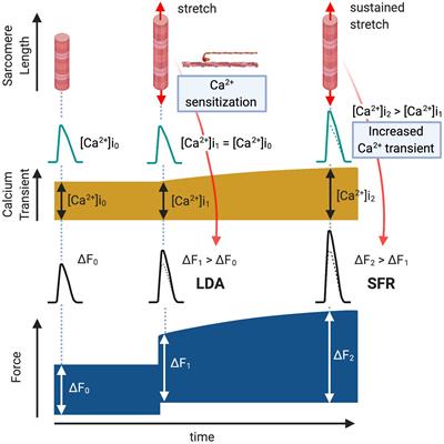 Stretch-Induced Biased Signaling in Angiotensin II Type 1 and Apelin Receptors for the Mediation of Cardiac Contractility and Hypertrophy